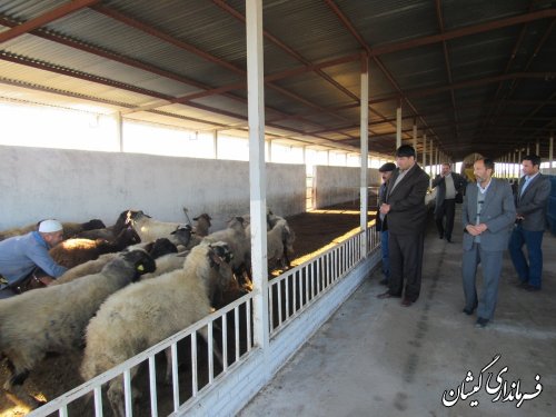 بازدید فرماندار گمیشان از مجتمع پرورش گوسفند محلی