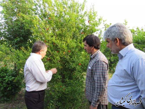 بازدید فرماندار گمیشان از باغ انار در روستای آرخ بزرگ