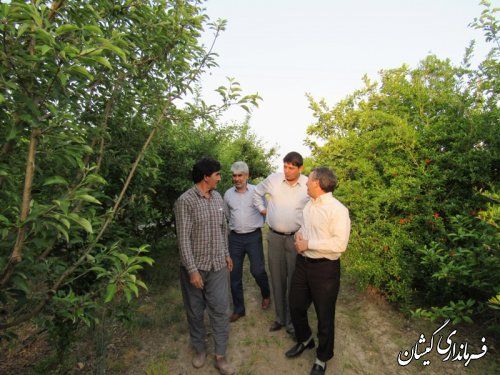 بازدید فرماندار گمیشان از باغ انار در روستای آرخ بزرگ