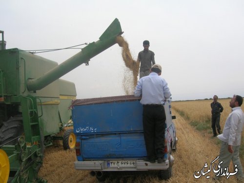 تولید بیش از 35000 تن غلات گندم وجو در شهرستان گمیشان