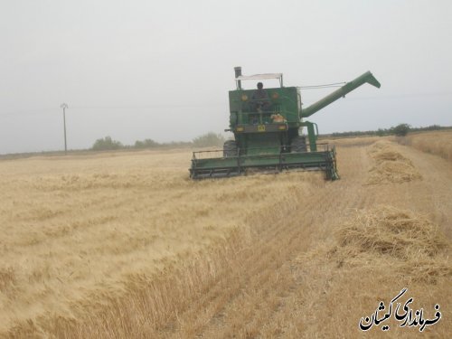 تولید بیش از 35000 تن غلات گندم وجو در شهرستان گمیشان